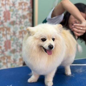 Curso de Estilista Canino Profesional